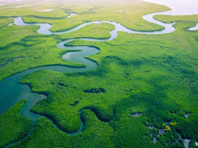 Gambia Mangroves. Aerial view of mangrove forest in Gambia. Photo made by drone from above. Africa Natural Landscape.