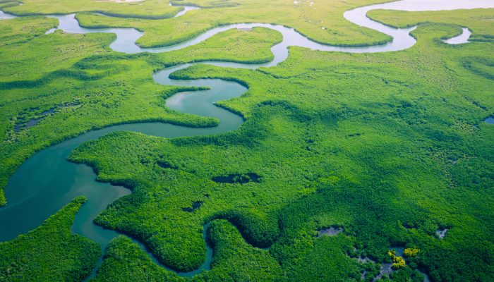 Gambia Mangroves. Aerial view of mangrove forest in Gambia. Photo made by drone from above. Africa Natural Landscape.